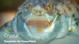  Presentation with animal nature - Presentation design having alligator-is-largest-predator background and a seafoam green colored foreground