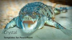  Presentation with animal nature - Colorful theme enhanced with alligator-is-largest-predator backdrop and a mint green colored foreground