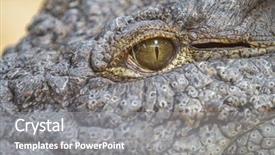  Presentation with crocodile - Presentation theme enhanced with alligator or crocodile animals eyes background and a gray colored foreground