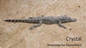  Presentation with sand - PPT theme having alligator resting in the sand - guama lagoon cuba background and a coral colored foreground