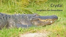  Presentation with camels resting in the desert - Theme with alligators - alligator alligator mississippiensis resting background and a  colored foreground