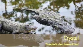  Presentation with mother child - Beautiful PPT layouts featuring alligators - alligator family with mother carrying backdrop and a coral colored foreground