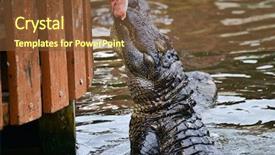  Presentation with theme - Colorful PPT theme enhanced with alligators - alligator feeding in alligator theme backdrop and a  colored foreground