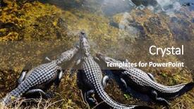  Presentation with florida - Presentation design featuring alligators - alligator in florida background and a  colored foreground