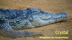  Presentation with family heritage - Slides consisting of alligators - alligator is a crocodilian background and a violet colored foreground