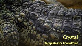  Presentation with 3 family member - Beautiful presentation theme featuring alligators - alligator is a crocodilian backdrop and a tawny brown colored foreground