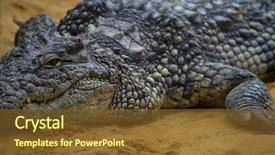  Presentation with family speech - Audience pleasing PPT theme consisting of alligators - alligator is a crocodilian backdrop and a tawny brown colored foreground