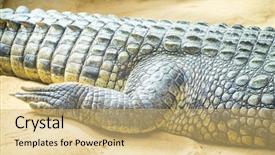  Presentation with family prayer jesus - Slides with alligators - alligator is a crocodilian background and a yellow colored foreground