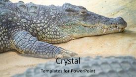  Presentation with family - Colorful theme enhanced with alligators - alligator is a crocodilian backdrop and a light gray colored foreground