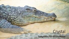  Presentation with family - Cool new PPT theme with alligators - alligator is a crocodilian backdrop and a lemonade colored foreground