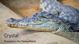  Presentation with family - Amazing theme having alligators - alligator is a crocodilian backdrop and a mint green colored foreground