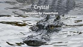  Presentation with stealth - Slide deck having alligators - alligator stealth in river background and a gray colored foreground