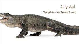  Presentation with american - Beautiful PPT theme featuring alligators - american alligator 30 years backdrop and a cream colored foreground
