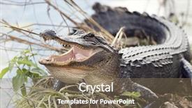  Presentation with native american smudge sticks - Amazing theme having alligators - american alligator basking with its backdrop and a violet colored foreground