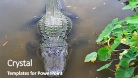  Presentation with american revolution declaration of independence - Cool new PPT layouts with alligators - american alligator in tropical lake backdrop and a  colored foreground