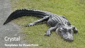  Presentation with american - PPT layouts with alligators - american alligator resting near road background and a  colored foreground