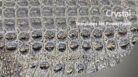  Presentation with crocodile - Presentation design having alligators - background texture of crocodile alligator background and a gray colored foreground