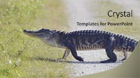  Presentation with florida - Audience pleasing PPT theme consisting of alligators - florida alligator crossing the road backdrop and a  colored foreground