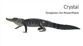  Presentation with history earth globe isolated white - Colorful presentation enhanced with alligators - florida alligator isolated on white backdrop and a white colored foreground