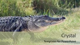  Presentation with shibuya road - PPT theme featuring alligators - large american alligator crossing background and a  colored foreground