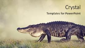  Presentation with wetlands - Audience pleasing PPT layouts consisting of alligators - large florida alligator walking backdrop and a lemonade colored foreground