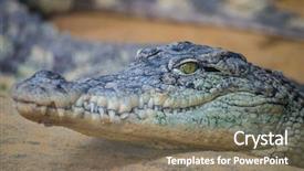  Presentation with skin - Cool new slides with alligators - predator an alligator is backdrop and a violet colored foreground