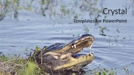  Presentation with eating fish and drink water from pollution oceans - Beautiful slide deck featuring alligators - wild florida alligator eating backdrop and a light blue colored foreground