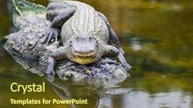  Presentation with mother tiger and lion - Beautiful slide set featuring alligators - young alligator and mother backdrop and a tawny brown colored foreground