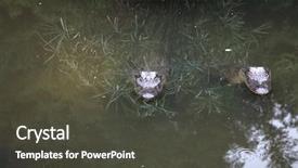  Presentation with purpose in life - PPT theme with alligators are an important part background and a dark gray colored foreground