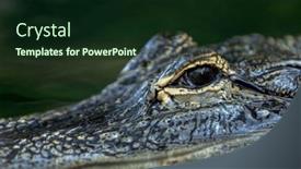  Presentation with eye - Slides enhanced with alligators-eye-close-up background and a wine colored foreground
