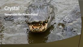  Presentation with river vs borehole - Amazing slide set having alligators in river backdrop and a gray colored foreground
