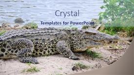  Presentation with cuba - PPT theme featuring alligators on natural habitat on guama lagoon cuba background and a sky blue colored foreground