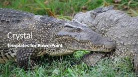  Presentation with lagoon - Beautiful PPT theme featuring alligators on natural habitat on guama lagoon cuba backdrop and a gray colored foreground