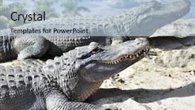  Presentation with silica sand industry - Colorful presentation enhanced with alligators resting on the sand backdrop and a  colored foreground