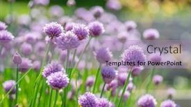  Presentation with nature purple - Slides having allium-blooming-purple-onion-plant background and a light blue colored foreground