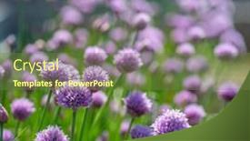  Presentation with nature purple - PPT layouts featuring allium-blooming-purple-onion-plant background and a tawny brown colored foreground