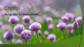  Presentation with nature purple - PPT layouts with allium-blooming-purple-onion-plant background and a light blue colored foreground