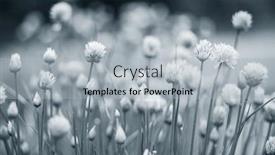  Presentation with nature purple - Slides featuring allium-blooming-purple-onion-plant background and a light gray colored foreground