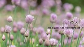  Presentation with nature purple - Audience pleasing presentation theme consisting of allium-blooming-purple-onion-plant backdrop and a soft green colored foreground