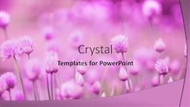  Presentation with nature purple - PPT layouts consisting of allium-blooming-purple-onion-plant background and a lavender colored foreground