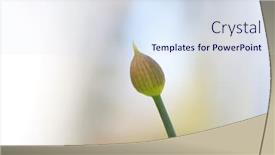  Presentation with bud - Presentation with allium-flower-bud-close-up background and a sky blue colored foreground