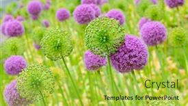  Presentation with purple green - Audience pleasing slides consisting of allium flowers green and purple natural background backdrop and a yellow colored foreground