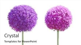  Presentation with gladiator - Slide deck with allium gladiator ornamental onion flower background and a white colored foreground