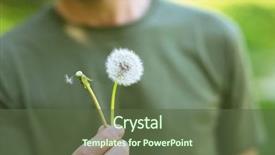  Presentation with treatment - Colorful presentation design enhanced with allopecia - man holding two dandelions hairy backdrop and a  colored foreground