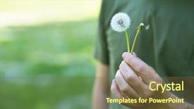 Presentation with two people holding hands - Audience pleasing PPT layouts consisting of allopecia - man holding two dandelions hairy backdrop and a  colored foreground