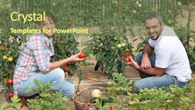  Presentation with tomatoes mechanism - Beautiful slide deck featuring allotting persons - couple picking tomatoes backdrop and a tawny brown colored foreground