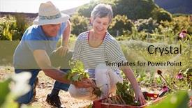  Presentation with beetroot - Beautiful slides featuring allotting persons - mature couple harvesting beetroot backdrop and a yellow colored foreground
