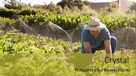  Presentation with community - Theme having allotting persons - mature man harvesting beetroot background and a  colored foreground