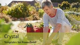  Presentation with diversity community health - Beautiful PPT theme featuring allotting persons - mature woman harvesting beetroot backdrop and a yellow colored foreground
