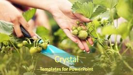  Presentation with young people in the club - Slide deck consisting of allotting persons - picture of young people growing background and a  colored foreground